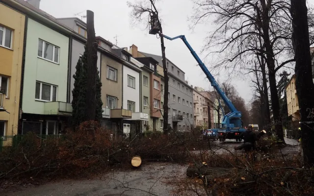 Lidmi z Brna cloumají emoce. Dělníci kácí stoletou lipovou alej