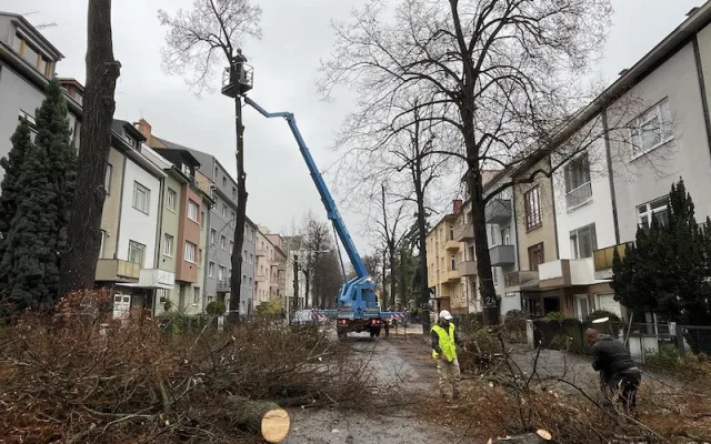 Lidmi z Brna cloumají emoce. Dělníci kácí stoletou lipovou alej