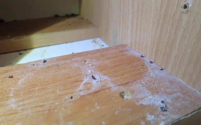 Vyhlášená indická restaurace v Brně byla plná špíny a myších výkalů