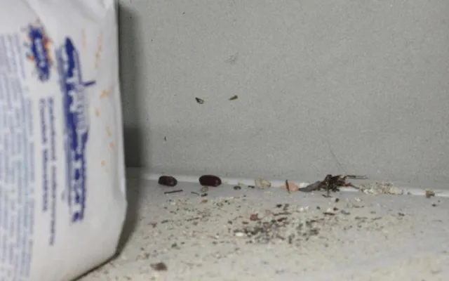 Potravináři se zlobí na Vietnamce z Brna. V restauraci měli mrtvé brouky a myší výkaly