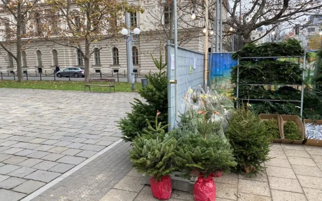 Prodej vánočních stromků v Brně na Komenského náměstí.