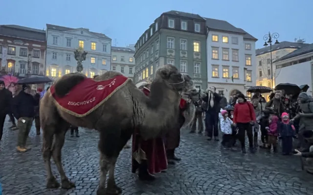 Brnem pochodovali velbloudi. Došlo až před radnici