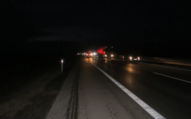 Na dálnici u Brna vběhlo stádo divokých prasat. Způsobilo hromadnou nehodu