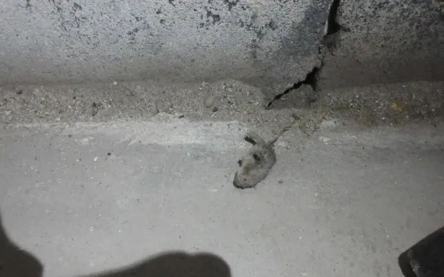 Do výrobny asijských nudlí naběhly myši. Všude kálely, zuřili potravináři