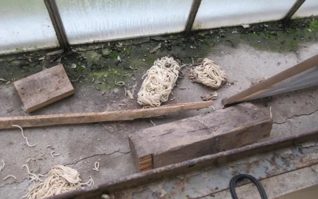 Do výrobny asijských nudlí naběhly myši. Všude kálely, zuřili potravináři
