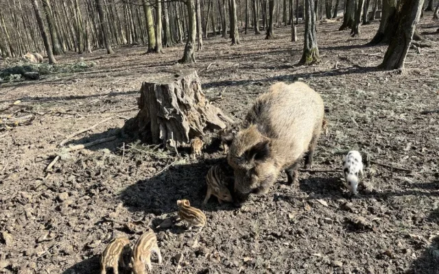 První selátka letošního roku v oboře Holedná v Brně. Jedno vypadá jako dalmatin