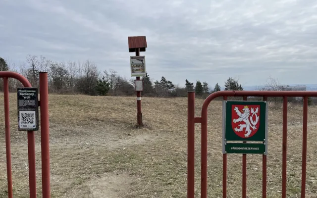 Koniklecová sezona bude opožděná, na vině je špatné počasí