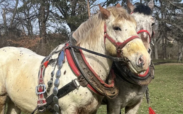 Nanuk a Jasánek pomáhají revitalizovat půdu v brněnských parcích.