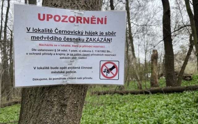 Lidé z Brna a okolí vyráží na medvědí česnek. Nespleťte si ho s konvalinkou, radí odborníci