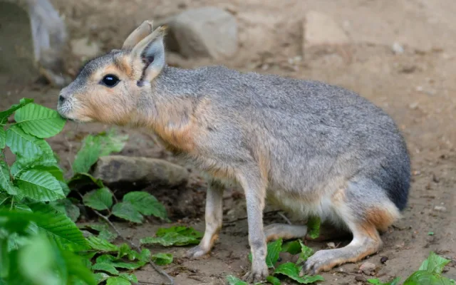 Brněnská zoo přivítala mláďata ohroženého papouška. Jsme nadšeni, radují se chovatelé