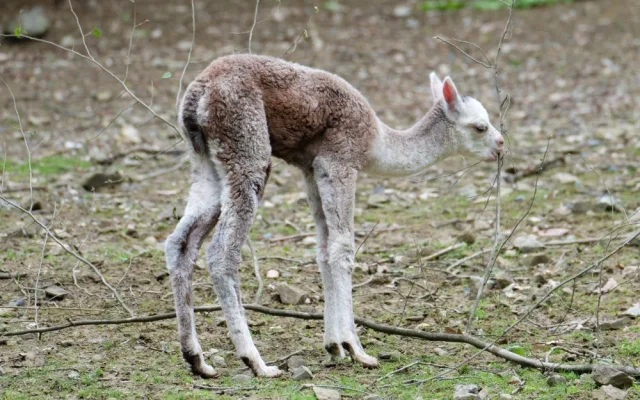 Brněnská zoo přivítala mláďata ohroženého papouška. Jsme nadšeni, radují se chovatelé