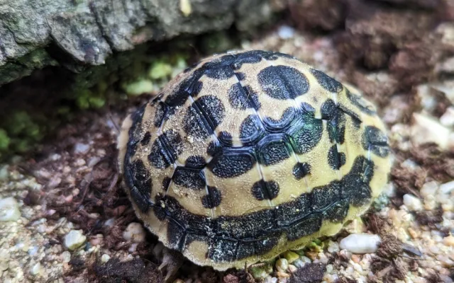 Brněnská zoo přivítala mláďata ohroženého papouška. Jsme nadšeni, radují se chovatelé