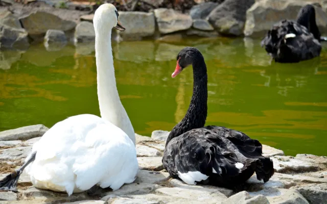 Kachny ve vyškovském ZOO Parku se dočkaly nových jezírek