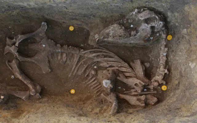 Archeologové na Pálavě našli hroby germánské elity. Schovávaly unikátní mince