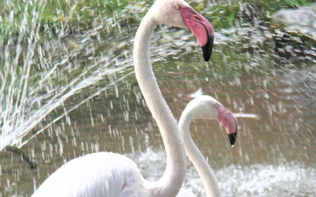Zvířatům v zoo na jižní Moravě je vedro. Pomáhá mražené krmení a sprchy