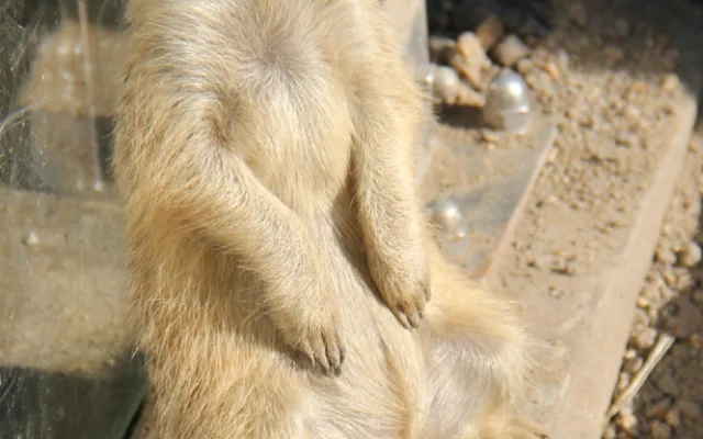 Zvířatům v zoo na jižní Moravě je vedro. Pomáhá mražené krmení a sprchy