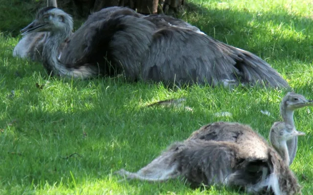 Zvířatům v zoo na jižní Moravě je vedro. Pomáhá mražené krmení a sprchy