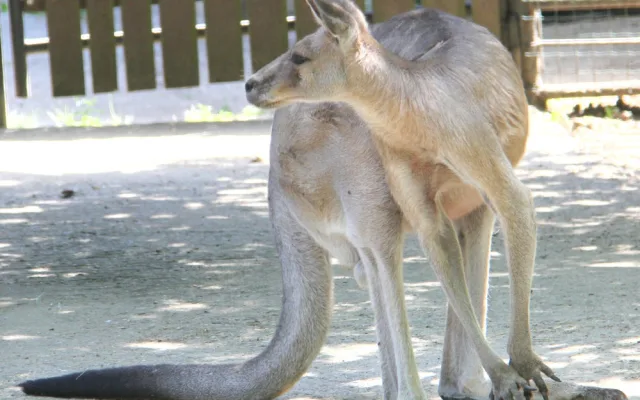 Zvířatům v zoo na jižní Moravě je vedro. Pomáhá mražené krmení a sprchy