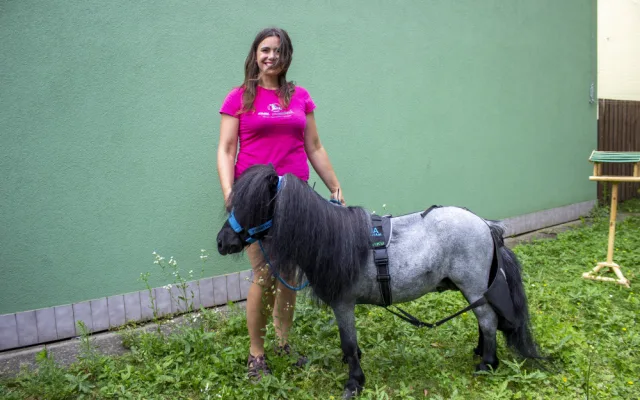 Koník Čenda dělá radost v domově pro seniory, má terapeutické účinky
