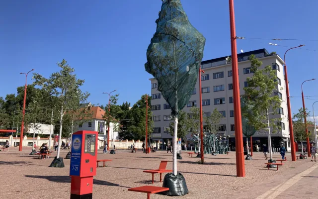 Nové stromy na brněnském Mendlově náměstí usychají. Pomoci mají ochranné sítě