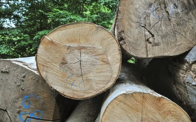 Pokácené stromy v Mariánském Údolí v Krušných horách.