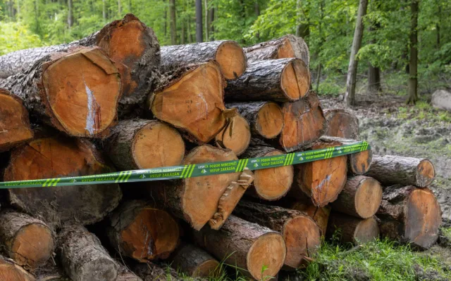 Lesníci kácí stromy ve starém lese na jižní Moravě, aby z nich v cizině vyrobili papír.