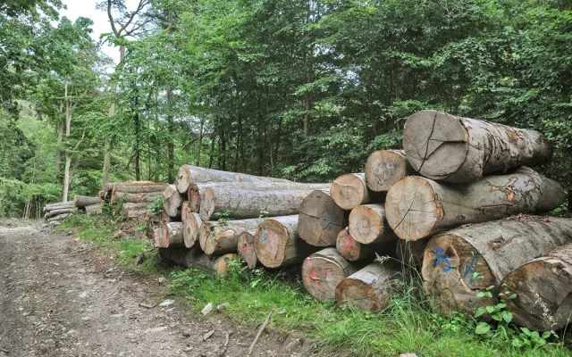 Pokácené stromy v Mariánském Údolí v Krušných horách.