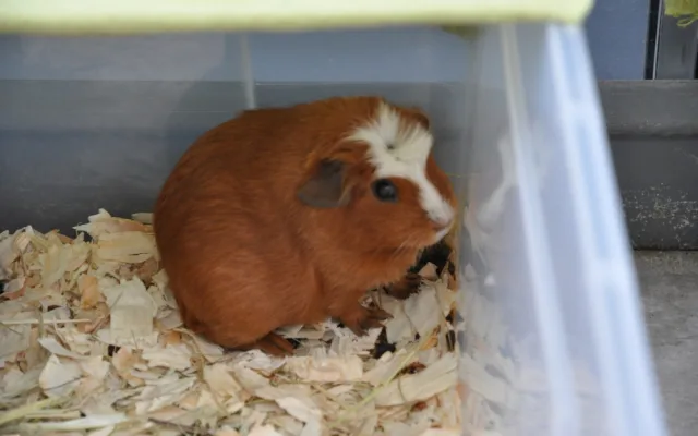 Do Brna přiletěli cizokrajní papoušci. Zahnízdili ve skleníku