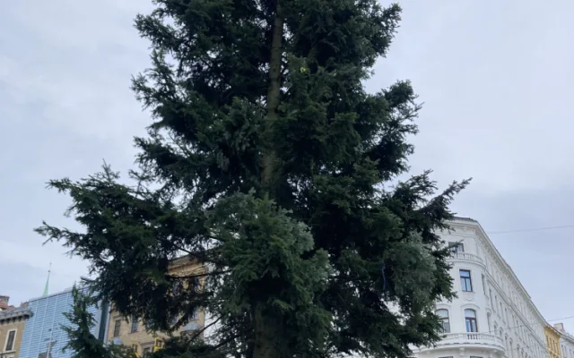 Brno se dočkalo. Na náměstí Svobody lidé obdivují vánoční jedli