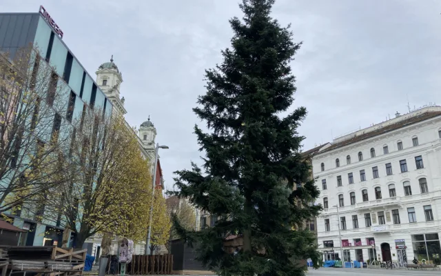 Brno se dočkalo. Na náměstí Svobody lidé obdivují vánoční jedli