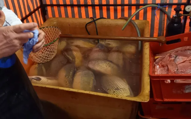 Káď s uhynulými kapry při zahájení kontroly. Vypnuté vzduchování.