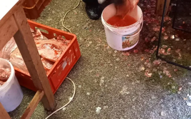 Nehygienické omývání filetu a uložení v nádobách na zemi.