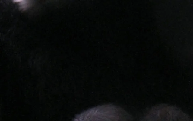 V hodonínské zoo se narodilo roztomilé mládě gibona. Matka si ho pečlivě hlídá