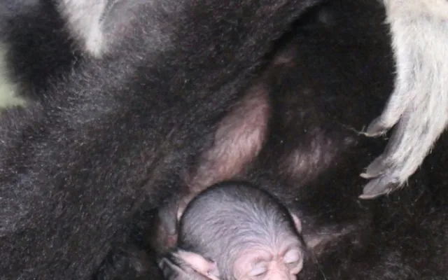 V hodonínské zoo se narodilo roztomilé mládě gibona. Matka si ho pečlivě hlídá