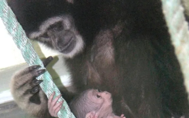 V hodonínské zoo se narodilo roztomilé mládě gibona. Matka si ho pečlivě hlídá