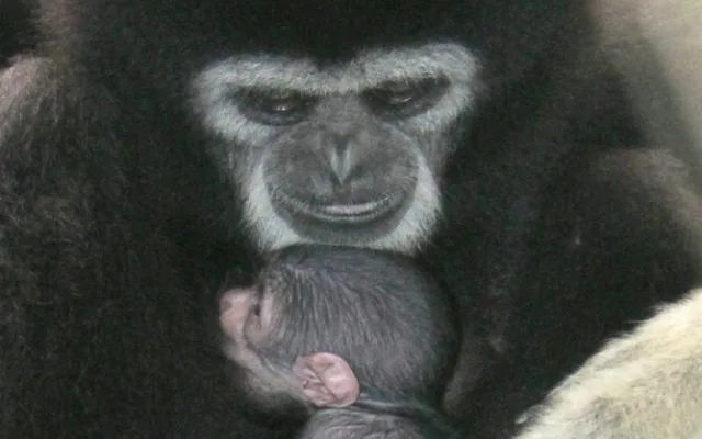 V hodonínské zoo se narodilo roztomilé mládě gibona. Matka si ho pečlivě hlídá