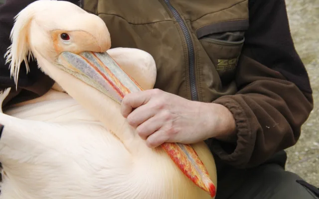 Brněnská zoo se dočasně ujala pelikánů z Hluboké. Opeřenci se na jižní Moravu vrátili po třiceti letech