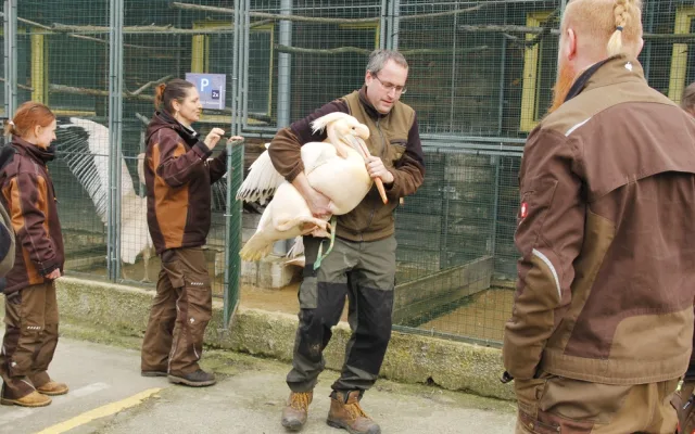 Brněnská zoo se dočasně ujala pelikánů z Hluboké. Opeřenci se na jižní Moravu vrátili po třiceti letech