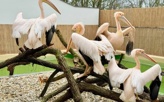 Brněnská zoo se dočasně ujala pelikánů z Hluboké. Opeřenci se na jižní Moravu vrátili po třiceti letech