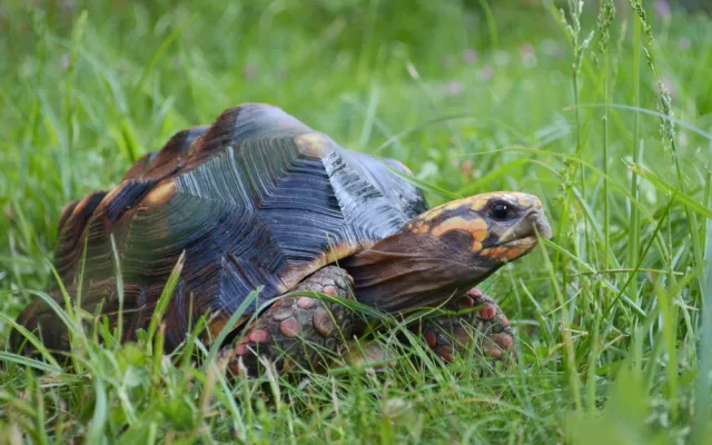 V hodonínské zoo se narodilo první mládě jihoamerické želvy. Brzy očekáváme sourozence, říkají chovatelé