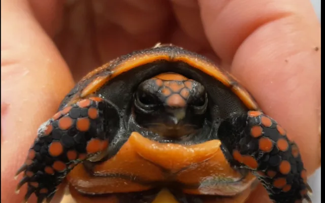 V hodonínské zoo se narodilo první mládě jihoamerické želvy. Brzy očekáváme sourozence, říkají chovatelé