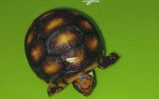 V hodonínské zoo se narodilo první mládě jihoamerické želvy. Brzy očekáváme sourozence, říkají chovatelé