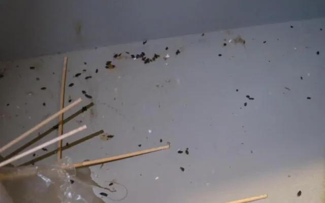 Inspektoři objevili v restauraci na Vyškovsku myší trus. Hlodavci prokousali obaly potravin