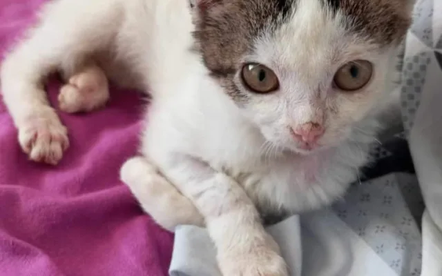 Týrané kotě Jiřinka se spáleným čumákem a zlomeným ocasem našlo nový domov