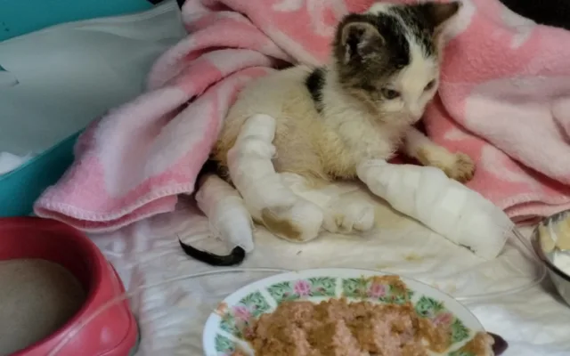 Týrané kotě Jiřinka se spáleným čumákem a zlomeným ocasem našlo nový domov