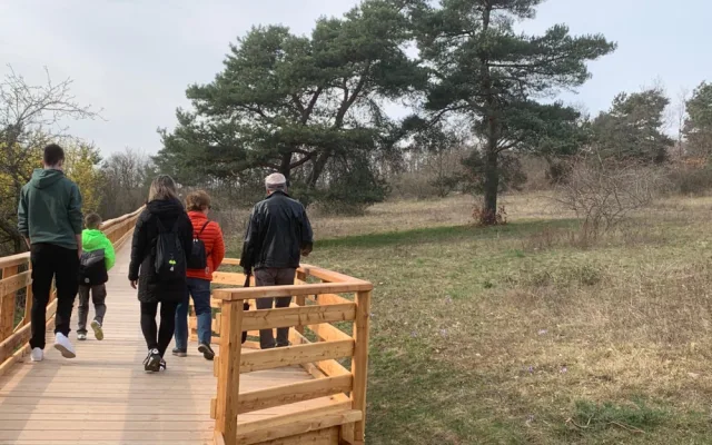 V jihomoravské metropoli rozkvetly vzácné koniklece. Před nemotornými turisty je chrání je dřevěný chodníček