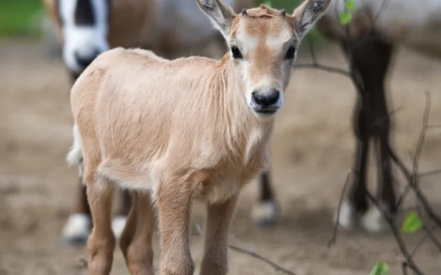 Unikátní chov z Hodonína poputuje do slunné Itálie. O přímorožce arabské požádala místní zoo