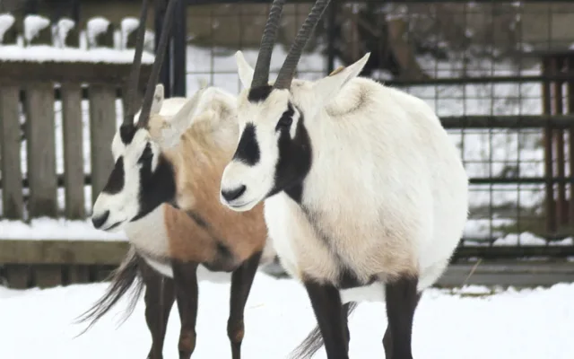 Unikátní chov z Hodonína poputuje do slunné Itálie. O přímorožce arabské požádala místní zoo