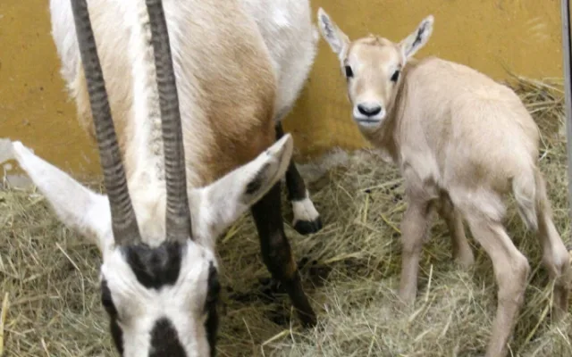 Unikátní chov z Hodonína poputuje do slunné Itálie. O přímorožce arabské požádala místní zoo