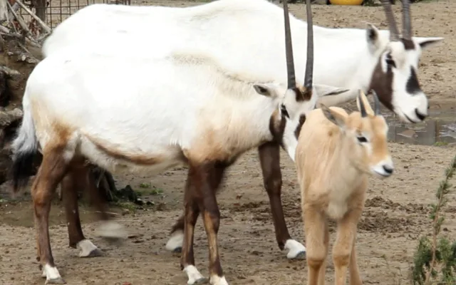 Unikátní chov z Hodonína poputuje do slunné Itálie. O přímorožce arabské požádala místní zoo